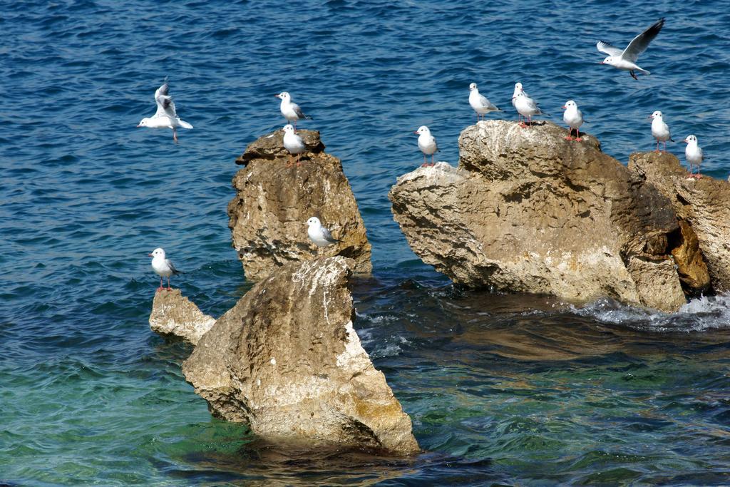 White Residence Luxury Apartments Saranda Oda fotoğraf